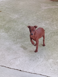 Cucciolo Pinscher nano maschio