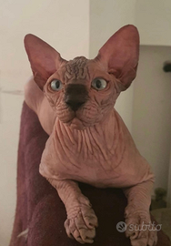 Sphynx