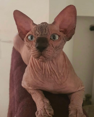 Sphynx
