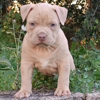 Pitbull