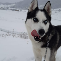 Siberian husky di 5 anni disponibile per monta