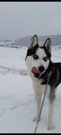 Siberian husky di 5 anni disponibile per monta