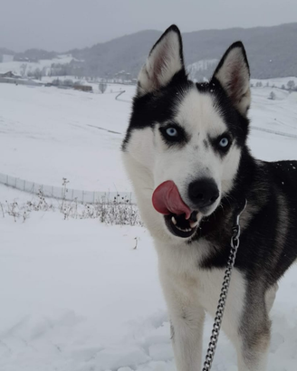 Siberian husky di 5 anni disponibile per monta