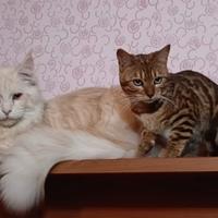 Cucciola di Bengala con pedigree