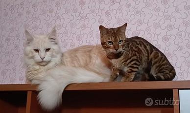 Cucciola di Bengala con pedigree