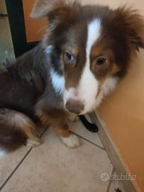 Cucciolo pastore australiano maschio/aussie