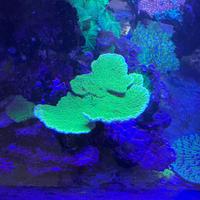 Acquario coralli