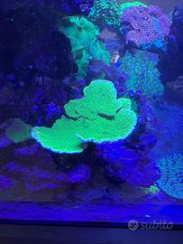 Acquario coralli