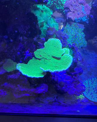 Acquario coralli