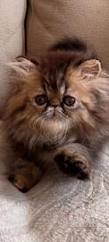 Cuccioli di gatto persiano