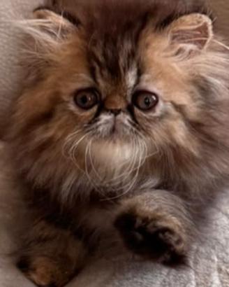 Cuccioli di gatto persiano