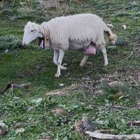 Pecore