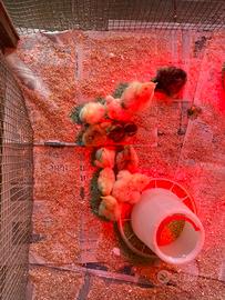 Galline Pulcini ornamentali