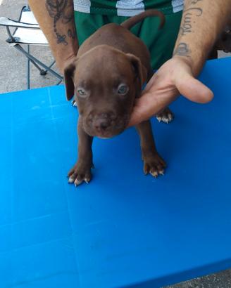 Cuccioli di pitbull