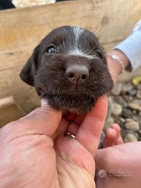 Cuccioli di Drahthaar da caccia