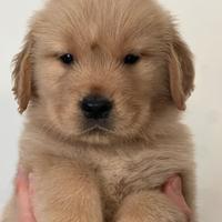 Golden Retriever Linea Americana