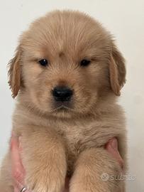 Golden Retriever Linea Americana