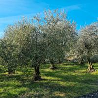 piante di olivo