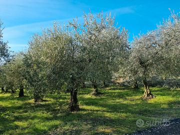 piante di olivo