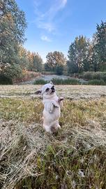 Accoppiamento / monta