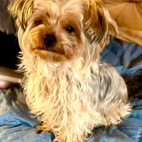 Morkie (maltese/yorkie) maschio di 1 anno