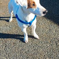 Jack russel per monta