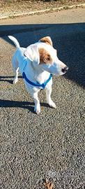 Jack russel per monta