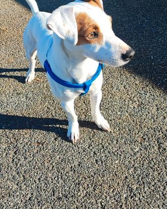 Jack russel per monta