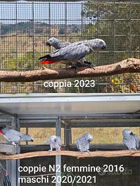 Varie Coppie di pappagalli