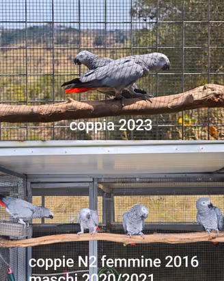 Varie Coppie di pappagalli