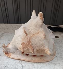conchiglia di mare gigante  CASSIS CORNUTA