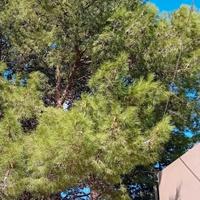 LEGNO DA ARDERE gratuito