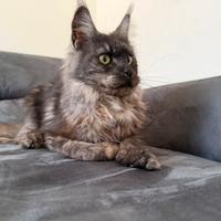 Cucciola di Maine Coon