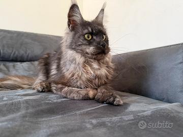 Cucciola di Maine Coon