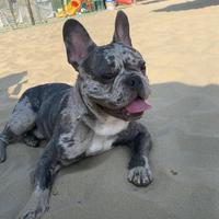 Bulldog francese per monta