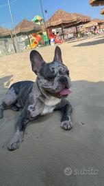 Bulldog francese per monta