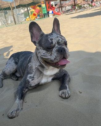 Bulldog francese per monta