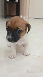 Cucciola di jack Russel