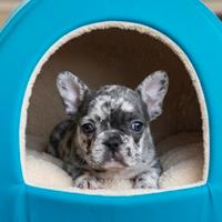 Bulldog francese maschio
