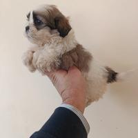 Shih Tzu cuccioli