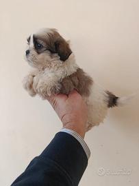 Shih Tzu cuccioli