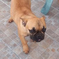 Bull Dog maschio, cinque mesi