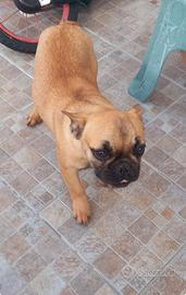 Bull Dog maschio, cinque mesi