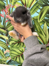 Coniglietti beby ariete nano