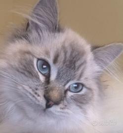 GATTO SIBERIANO MONTA - ACCOPPIAMENTO