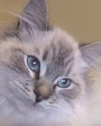 GATTO SIBERIANO MONTA - ACCOPPIAMENTO