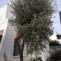 albero di ulivo - prezzo trattabile
