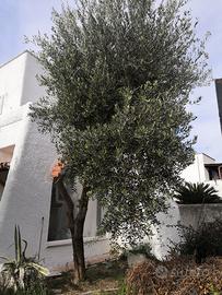 albero di ulivo - prezzo trattabile