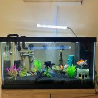 Acquario