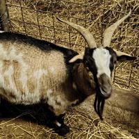 Capre tibetane femmine